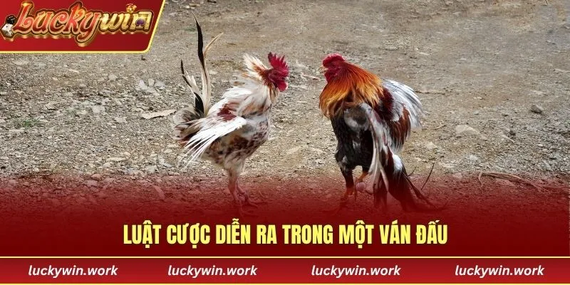 Luật cược diễn ra trong một ván đấu