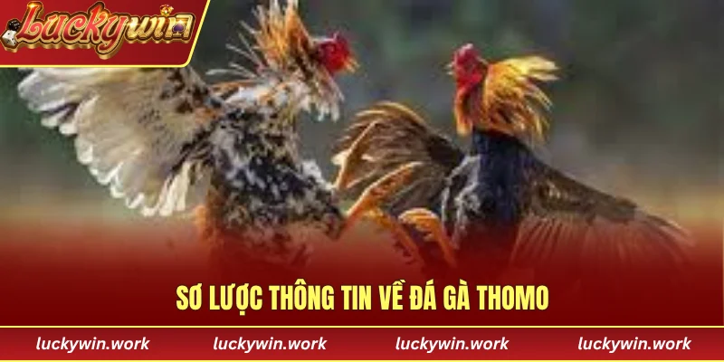 Sơ lược thông tin về đá gà Thomo